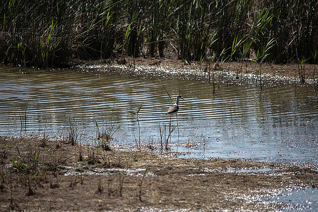 20150517 7845VRTw [F] Stelzenläufer (Himantopus himantopus), Tour de Carbonniére, Camargue