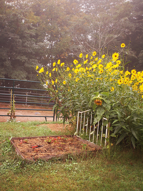 the strawberry bed