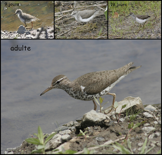 chevalier grivelé / spotted sandpiper