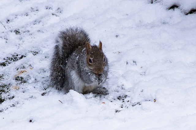 grey squirrel clearing the snow