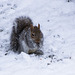 grey squirrel clearing the snow