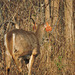 Tagged White-tailed deer