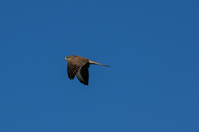 Kestrel in flight