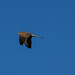 Kestrel in flight
