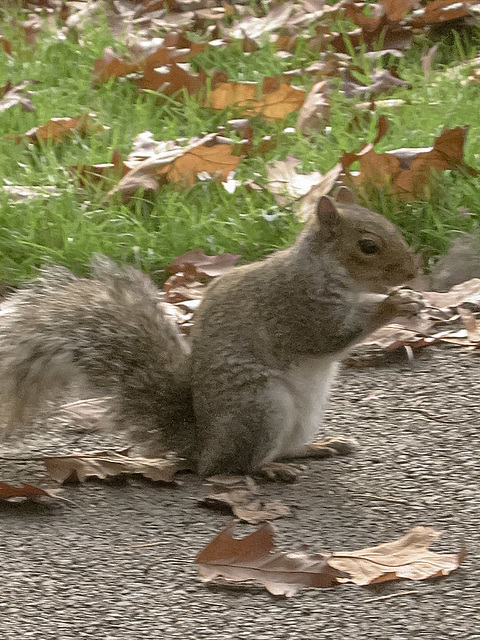 Squirrel Eating 01