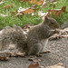 Squirrel Eating 01