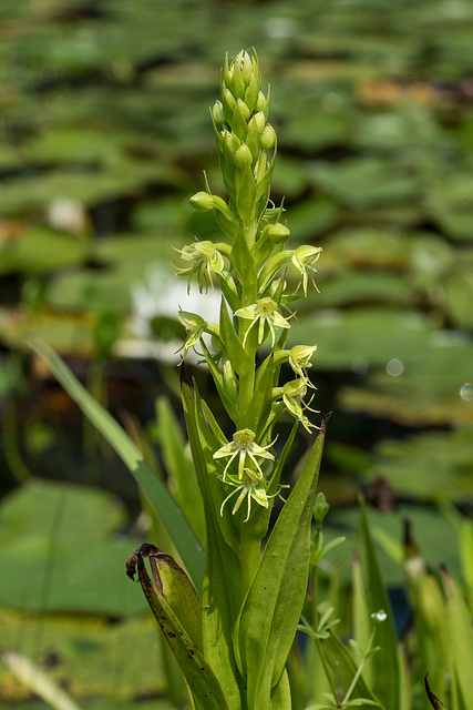 Habenaria repens (Water-spider orchid)