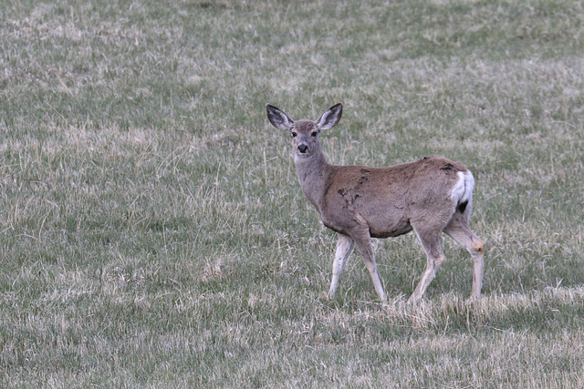 Mule Deer