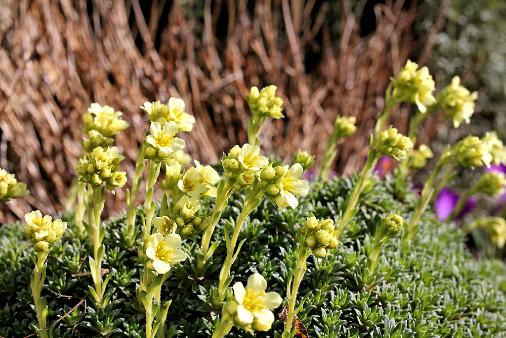 Elfenbein-Steinbrech in meinem kleinen Garten