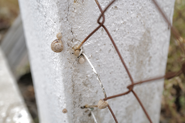 Penedos, Dry season, HFF