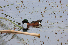 Chestnut Teal - Narawntapu N. P.