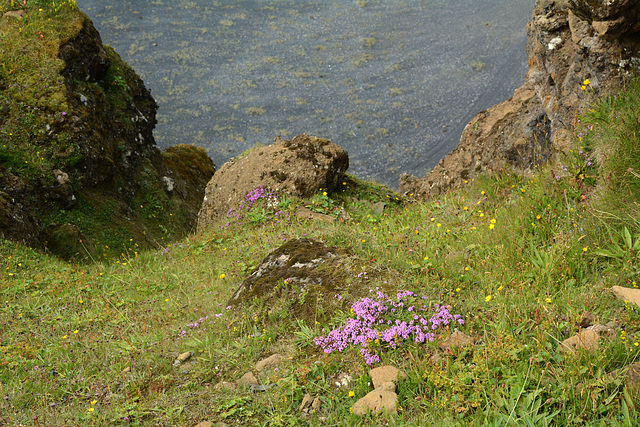 Icelandic Modest Flowers - Yellow and Lilac