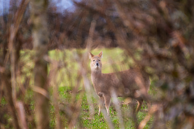 Chinese Water Deer-DSZ2217