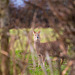 Chinese Water Deer-DSZ2217