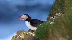 Macareux à Latrabjarg