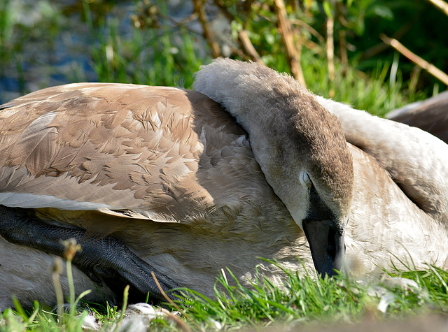 Young Swan