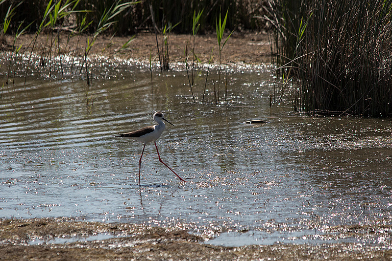 20150517 7846VRTw [F] Stelzenläufer (Himantopus himantopus), Tour de Carbonniére, Camargue