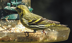 20180330 3272CPw [D~LIP] Erlenzeisig (Carduelis spinus), Bad Salzuflen