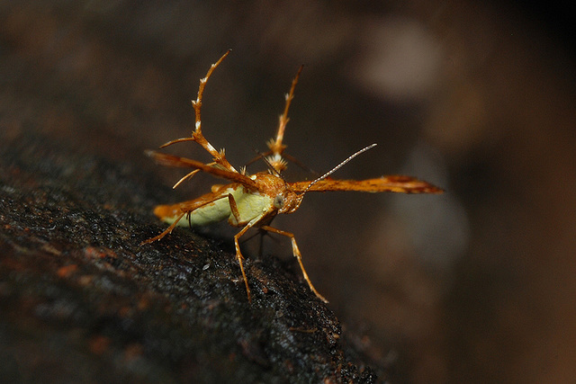 Deuterocopus planeta Meyrick, 1908