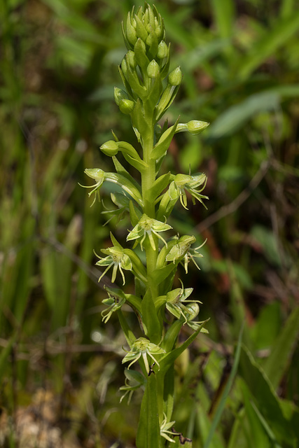 Habenaria repens (Water-spider orchid)