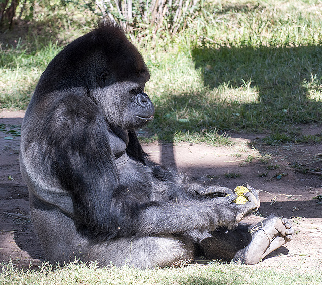 Albuquerque zoo set 322