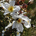 20200521 7590CPw [D~MI] Bibernell-Rose (Rosa spinosissima), Gartenlaubkäfer, Hille