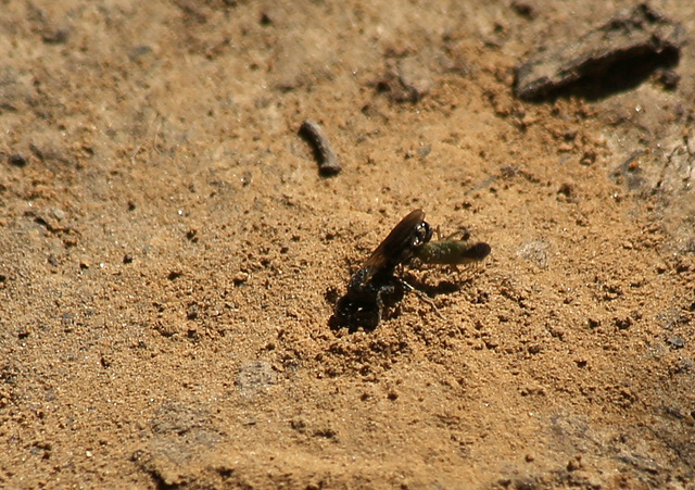 Maple Hurst Wasp 7a with prey