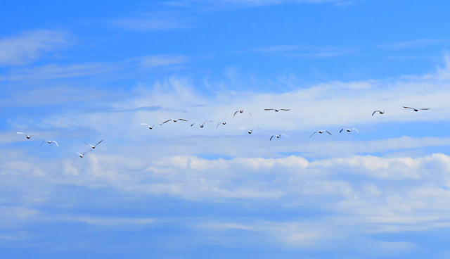 Swans flew over my car.