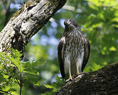 épervier de Cooper / Cooper's hawk