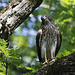 épervier de Cooper / Cooper's hawk