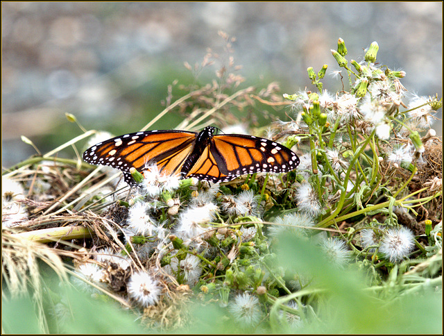 King Billy butterfly