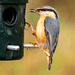 Nuthatch