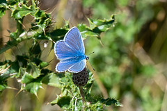 Common Blue-DSZ6719