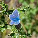 Common Blue-DSZ6719