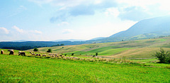 Fields in autumn