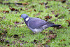 Common Wood Pigeon