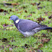 Common Wood Pigeon