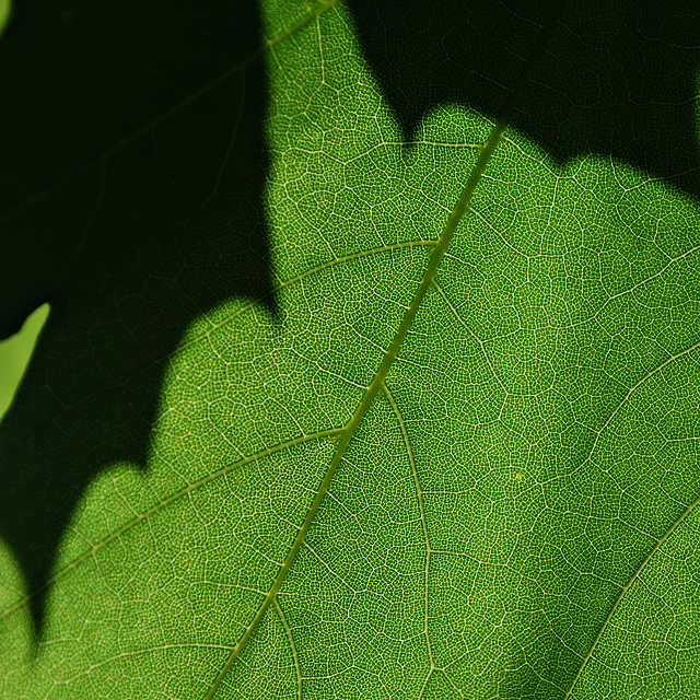 Leaf Abstract