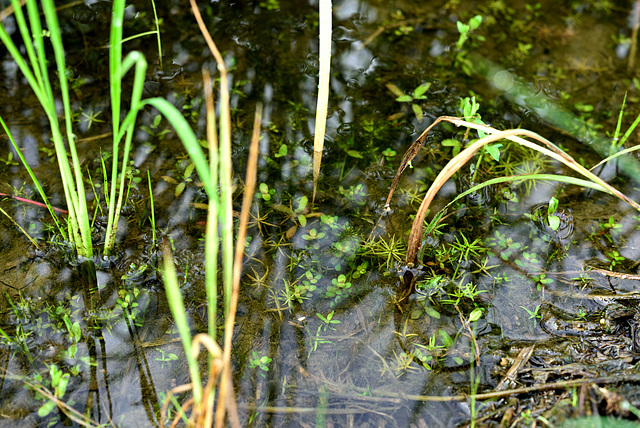 World in the paddy water