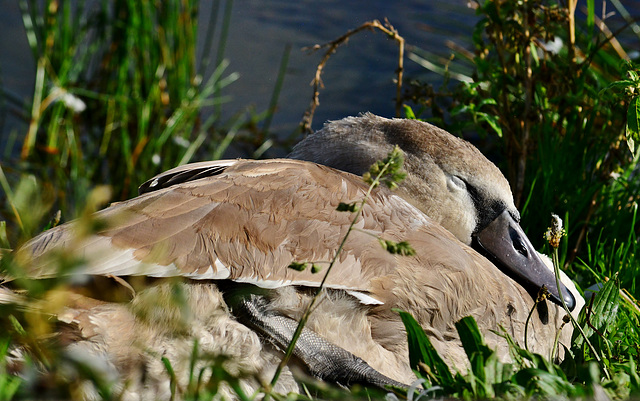 Young Swan