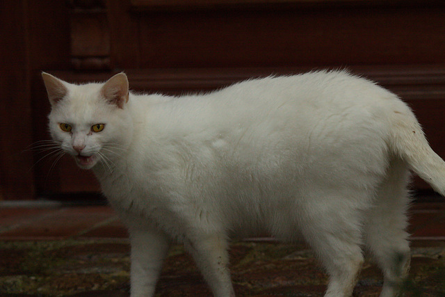 Hauskatze, verärgert