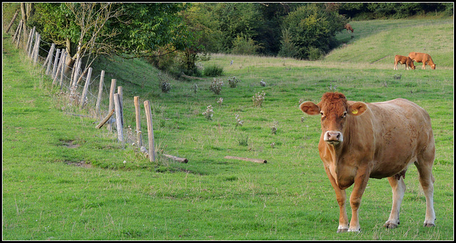 What you looking,,,that's my Fence