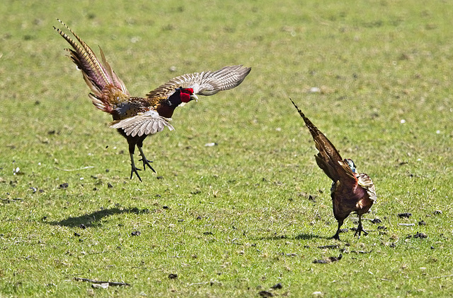 Kung Foo Pheasants