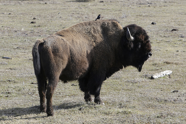 Bison Bull