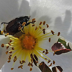 20200521 7591CPw [D~MI] Bibernell-Rose (Rosa spinosissima), Gartenlaubkäfer (Phylloperta hortcola), Hille