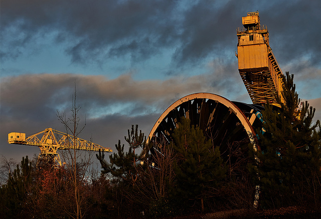 Yellow Cranes