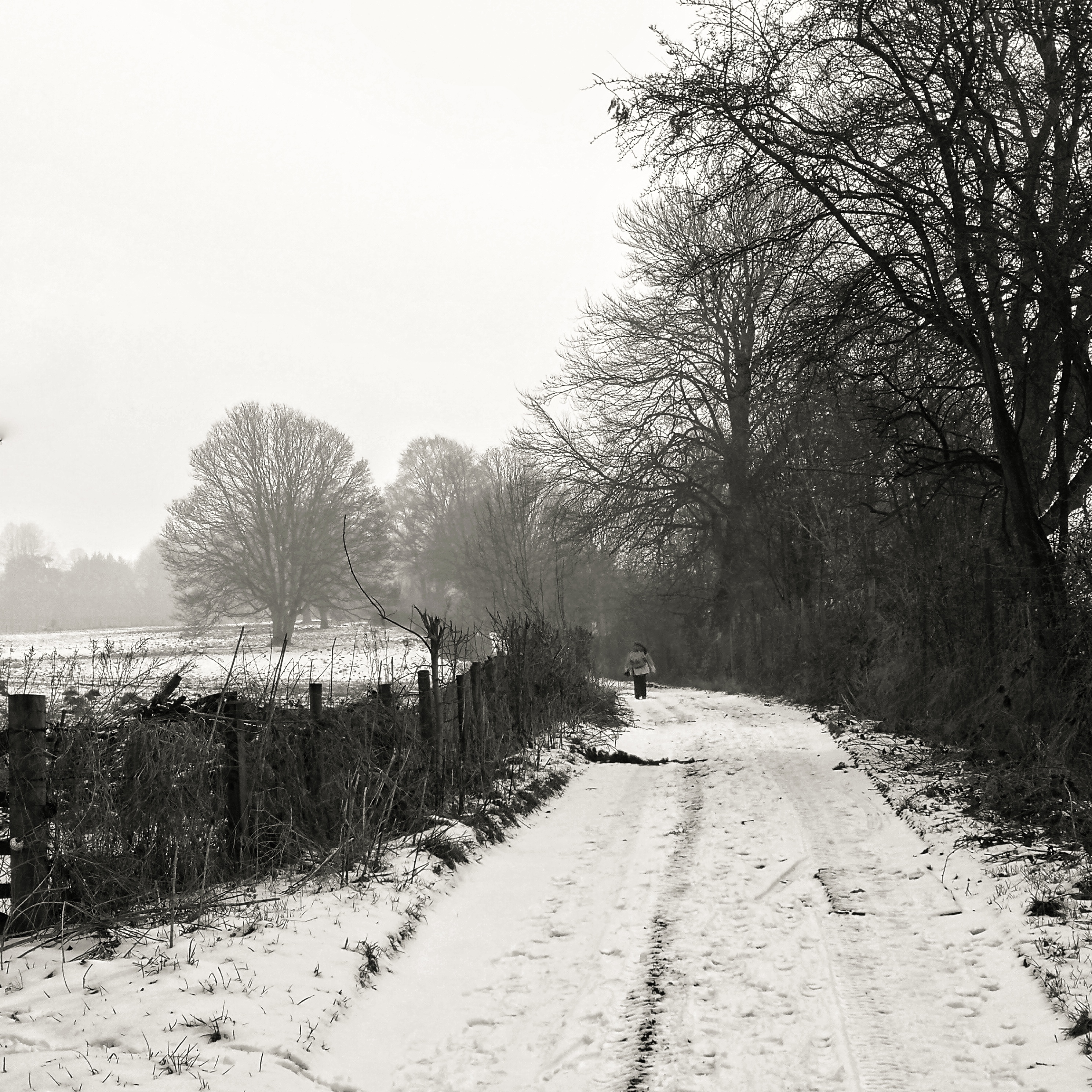 The Old Drive, Lamer Park