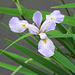Iris hexagona "Dixie iris"