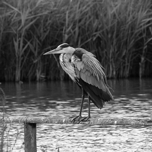 IMG 0505 greyHeron dpp