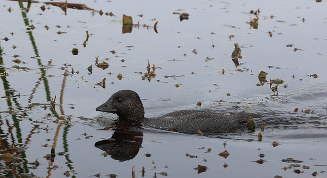 Musk Duck - Narawntapu N. P.